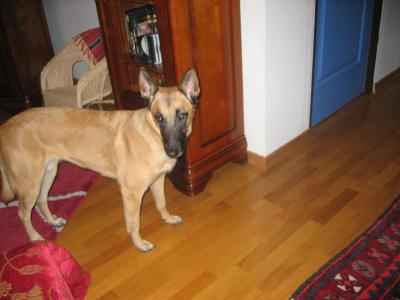 Ma chienne